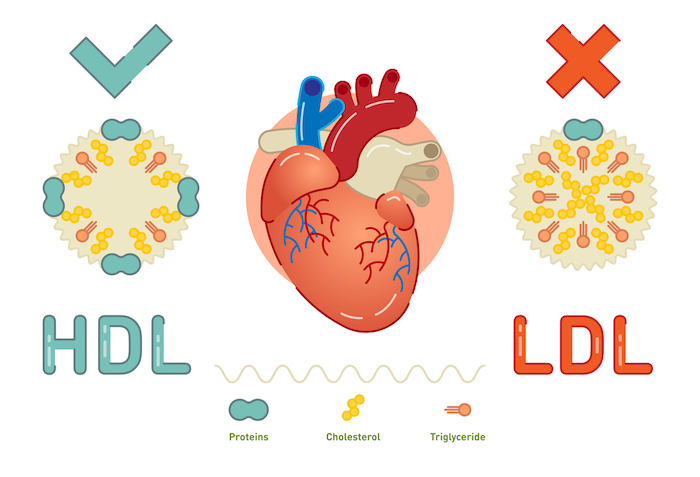 Cholesterin senken_HDL LDL